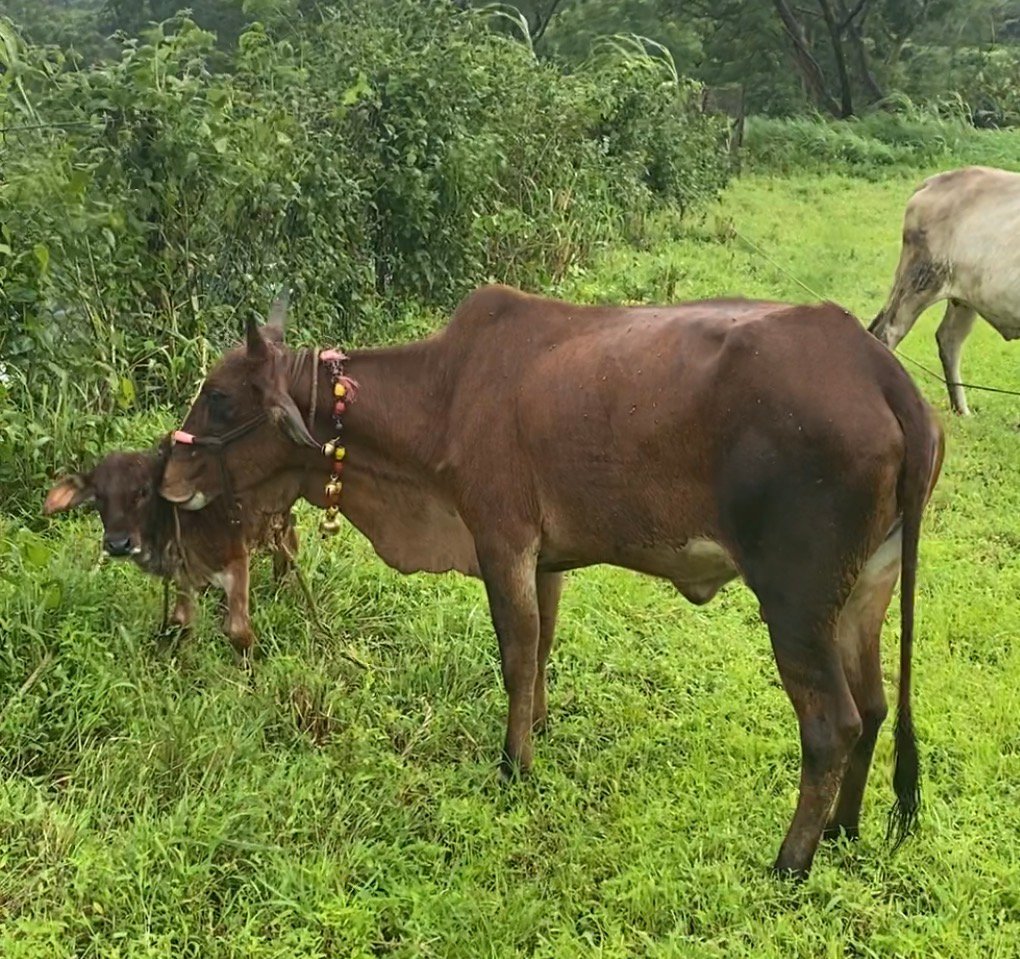 A cow standing in grass with her calf