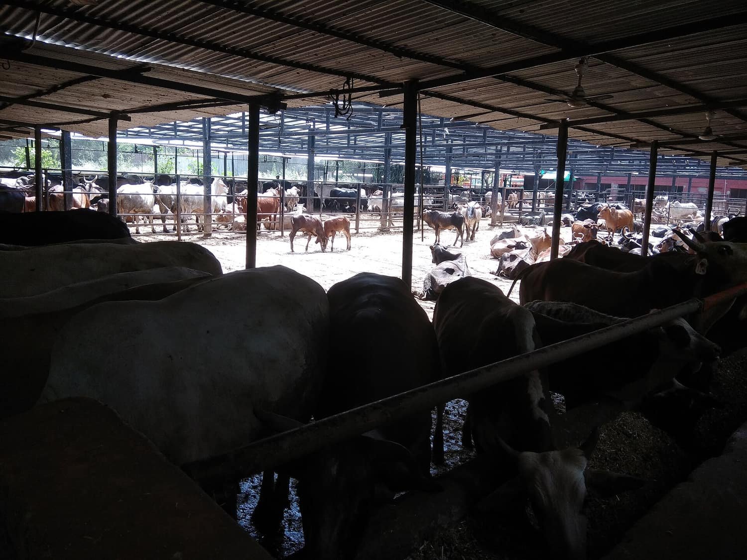 Many cows resting and standing inside a large open-sided shed